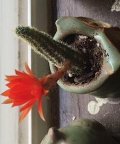 Shop Succulents | Assorted Collection of Live Succulent Plants, Hand Selected Variety Pack of Mini Succulents | | Collection of 5 in 2" pots 22 51LffmhJNcL