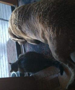 Purina Pro Plan High Protein Dry Puppy Food, Chicken and Rice Formula - 6 lb. Bag Chicken & Rice 28 51MIjRj57L