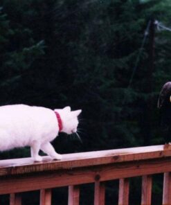 Purina Fancy Feast Dry Cat Food Filet Mignon Flavor with Seafood and Shrimp - 7 lb. Bag Filet Mignon, Seafood & Shrimp 7.00 Pound (Pack of 1) 39 51MqCSYJxOL