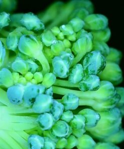 Wireless Digital Microscope, Skybasic 50X-1000X Magnification WiFi Portable Handheld Microscopes with Adjustable Stand HD USB Microscope Camera Compatible with iPhone Android iPad Windows Mac Computer Black 45 51My8ah9FL