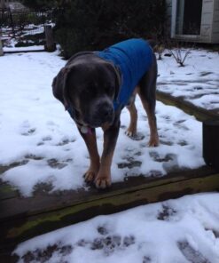 Kurgo Loft Dog Jacket, Reversible Dog Coat, Wear with Harness or Sweater, Water Resistant, Reflective, Winter Coat For Large Dogs (Coastal Blue, XL) Extra Large Coastal Blue/Orange 68 51N4y1rvAAL