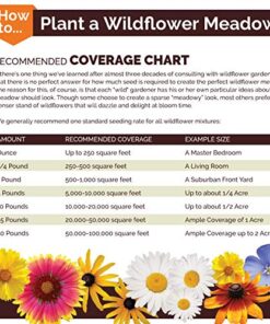 Eden Brothers Southwest Wildflower Mixed Seeds for Planting, 1/4 lb, 120,000+ Seeds with Cornflower, Blanket Flower | Attracts Pollinators, Plant in Spring or Fall, Zones 3, 4, 5, 6, 7, 8, 9, 10 1/4 Pound 13 51NKE1 XZlL