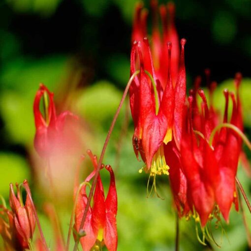 Outsidepride Aquilegia Canadensis Columbine Eastern Red Garden Flower - 1000 Seeds