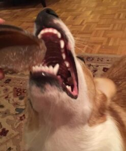 Pawstruck Natural Cow Hooves for Dogs - Made in The USA Long Lasting Beef Hoof Dental Treat Chews - No Artificial Preservatives - 10 Count - Packaging May Vary 41 51NQErpU8EL