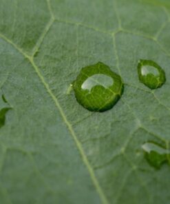 OM SYSTEM OLYMPUS M.Zuiko Digital ED 30mm F3.5 Macro For Micro Four Thirds System Camera, Compact Macro lens, 1.25x Image Maginification, Fast AF, Beautiful Bokeh Base 29 51NaDVUJmTL