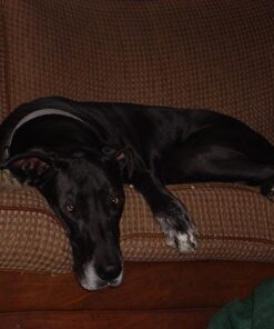 Hill's Science Diet Dry Dog Food, Large Breed Adult 6+ Senior, Chicken, Barley & Rice Recipe, 33 lb. Bag 33 Pound (Pack of 1) 28 51NccJCYsLL