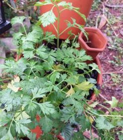 Modern Innovations Ceramic Terracotta Self Watering Spikes (4 Pack) Vacation Automatic Plant Waterer Devices, Indoor/Outdoor Planter Insert, Terra-Cotta Stakes for Potted Plants, Auto-Water System 4 Pack 38 51NoSUhl4oL