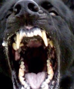 EBPP Advanced Pet Dental Care Water Additive - Premium Cat & Dog Dental Care and Dog Breath Freshener - No Brush Formula Tartar & Plaque Remover for Dogs Teeth 32 51NsEKozqmL