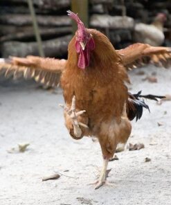 MBTP Bulk Dried Mealworms - Treats for Chickens & Wild Birds (11 Lbs) 16 51O8LWYAY1L