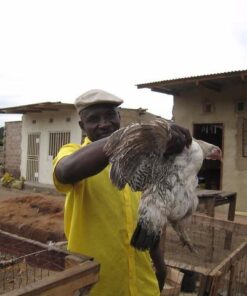 Nuwave Flex Precision Induction Cooktop, Portable, Large 6.5” Heating Coil, 10.25” Shatter-Proof Ceramic Glass, 3 Watt Settings, 4Qt Induction-Ready Healthy Ceramic Non-Stick Everyday Pan with Lid PIC Flex + 4Qt Everyday Pan 25 51OAilhOv5L