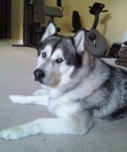 GREENIES Original Regular Natural Dog Dental Care Chews Oral Health Dog Treats, 27 oz. Pack (27 Treats) 27 Count (Pack of 1) 42 51OLGA 36sL