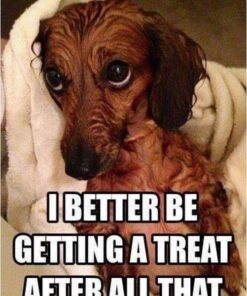 Milk-Bone MaroSnacks Large Dog Treats With Bone Marrow, 58 Ounces Beef 58 Ounce (Pack of 1) 28 51Ob1W01HvL