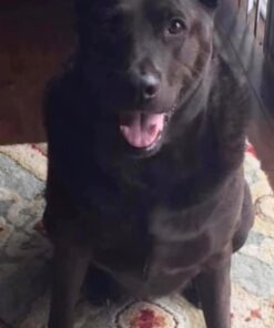 Alumilite Amazing Casting Resin, 16-Ounce(8 Ounce each) 1 White 30 51OeQ8KJ7ML