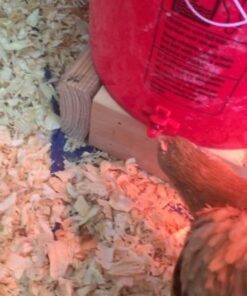 Backyard Barnyard 12 Pack Automatic Chicken Water Nipple Make Your Own Waterer Kit (Install Tools Included) Horizontal Clean Drinker Coop or Poultry Run Bebederos Gallinas Pollos Duck Quail 29 51OeZrRPVmL