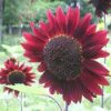 Velvet Queen Sunflower 50+ Seeds 7 51Ogh0iPJL