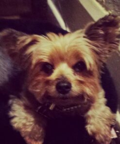 GREENIES Weight Management TEENIE Natural Dog Dental Care Chews Weight Control Dog Treats, 27 oz. Pack (96 Treats) 52 51OrihsDPL