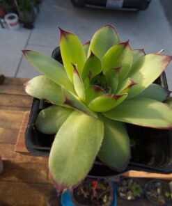 Nikon AF-P DX NIKKOR 10-20mm f/4.5-5.6G VR Lens Black Lens Only 45 51Q5oWE9ElL