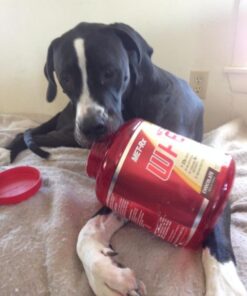 MET-Rx Natural Whey Protein Powder, Chocolate Protein Powder, 5 Lb 34 51Q5tavN8tL