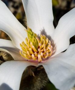 OM SYSTEM OLYMPUS M.Zuiko Digital 14-42mm F3.5-5.6 EZ Black For Micro Four Thirds System Camera, Compact 3x zoom Lens 29 51QOA6LBXgL