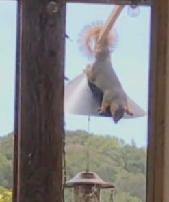 Predator Guard Squirrel Baffle - Protects Hanging Bird Feeders and Poles - Raccoon and Squirrel Proof Your Bird Feeders and Bird Houses - Anti-Rust Galvanized Steel - 17 inch 33 51Qd0j2pE8L