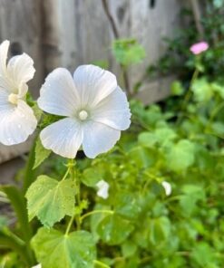 Wildflower Seeds Butterfly and Humming Bird Mix - Large 1 Ounce Packet 7,500+ Seeds - 23 Open Pollinated Annual and Perennial Species 1 Ounce Pouch 54 51QjACB 4CL