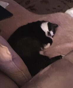 Purina Fancy Feast Dry Cat Food Filet Mignon Flavor with Seafood and Shrimp - 7 lb. Bag Filet Mignon, Seafood & Shrimp 7.00 Pound (Pack of 1) 35 51QmDFA1EJL