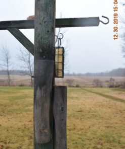 More Birds Suet Cage Bird Feeder, Fruit and Suet Feeder, Single Cake Capacity ,Black Black 36 51QwD3r7L