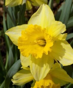 Nikon Coolpix L330 Digital Camera (Black) 20 51R7fE6aLVL