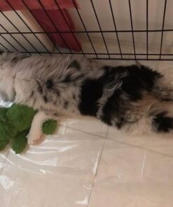 KONG - Cozie Ali Alligator - Indoor Cuddle Squeaky Plush Dog Toy - For Medium Dogs Standard Packaging 36 51REu4Wc6GL