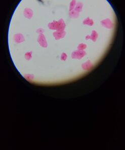 AmScope M162C-2L-PB10-WM-SP14-50P100S 40X-1000X Beginners Microscope Kit for Kids & Students w/Complete Science Accessory Kit + World of The Microscope Book 50 51RG4qDlOlL