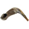 Kosher Shofar 9"-11" Half Polished Natural Israel New 2 51RopsjTNHL