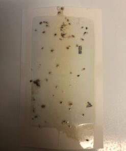 Gardner - Fly Traps Indoor for Home, Indoor Bug Trap, Plug in Bug Catcher Indoor, Fly Catcher Indoor, Gnat Traps for House Indoor Plug in, Fruit Fly Traps for Indoors, Flying Insect Trap Indoor(Grey) Light Grey 32 51RwfjOT1GL