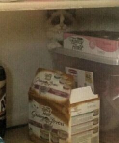 Purina Fancy Feast Pate Wet Kitten - (24) 3 oz. Cans 31 51Scn0QGGgL