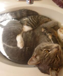 The Menagerie #3: Krakens and Lies 3 51Sctz84TaL