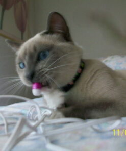 Purina Fancy Feast Grilled - (24) 3 oz. Cans Poultry & Beef 3.00 Ounce (Pack of 24) 32 51Sxde14jqL