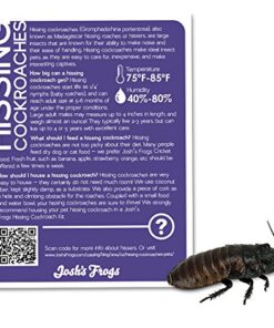 Josh's Frogs Male Madagascar Hissing Cockroach (Gromphadorhina portentosa) 24 51T8HN0l9cL