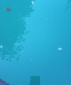 Clorox Pool&Spa Green Algae Eliminator2 32 oz 39 51TAejn2WLL