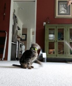 GoCat DaBird Feather Refill, Assorted Colors, Pack of 3 3 Pack 12 51TESK07XNL