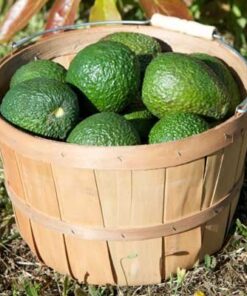 Brighter Blooms - Cold Hardy Avocado Tree, 1-2 Ft. - Indoor/Outdoor Potted Avocado Tree to Grow Your Own - No Shipping to AZ 1-2 ft. 12 51TPt7NiurL