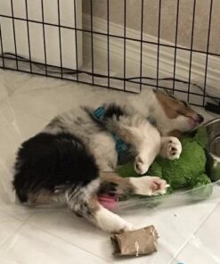 KONG - Cozie Ali Alligator - Indoor Cuddle Squeaky Plush Dog Toy - For Medium Dogs Standard Packaging 37 51UO0WT7C3L