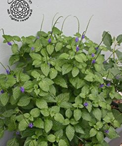 Onalee's Seeds Blue Porterweed, Stachytarpheta urticifolia, Seeds. Butterfly Magnet! Direct from The Grower in The USA! (24+ Seeds) 8 51UObBOglwL