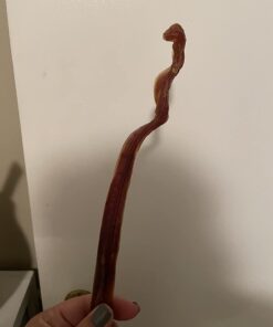 Best Bully Sticks 12 Inch All-Natural Odor Free Bully Sticks for Dogs - 12” Fully Digestible, 100% Grass-Fed Beef, Grain and Rawhide Free | 12 Pack 12" (12 Pack) 32 51VKOtspXRL