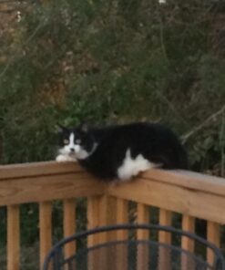 Purina Fancy Feast Dry Cat Food Filet Mignon Flavor with Seafood and Shrimp - 7 lb. Bag Filet Mignon, Seafood & Shrimp 7.00 Pound (Pack of 1) 40 51VQUVhT7GL