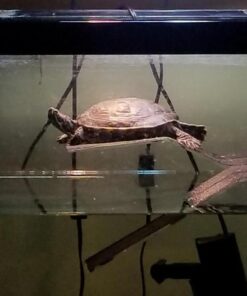 OASIS #64226 Turtle Ramp - Large 16-Inch by 11-Inch by 4-1/2-Inch, Black 34 51VtvCH2AoL