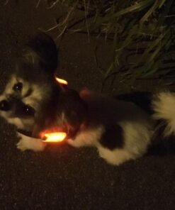 LED Safety Light 2 Pack - Nighttime Visibility for Runners, Cyclists, Walkers, Joggers, Kids, Dogs, Relays & More - Clip to Clothes Strap to Wrist, Ankle, Bike, Collar, or Just About Anywhere! Red 24 51VyzVsZ06L