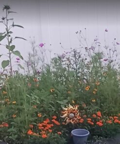 Monarch Butterfly Rescue Wildflower Seed Packet Bulk Open-Pollinated Wildflower, No Fillers, Annuals, Perennials and Milkweed Seeds for Monarch Butterfly1oz 69 51W5uCNu5vL