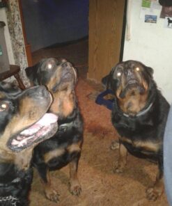 Purina Pro Plan High Protein, Digestive Health Large Breed Dry Dog Food, Chicken and Rice Formula - 34 Lb. Bag Chicken & Rice 34.00 Pound (Pack of 1) 38 51W6f7nu3L