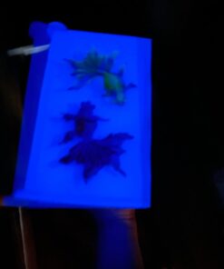 Glow in The Dark Pigment Powder - Neutral and Fluorescent Color for Art Painting, Fine Art, Nail Art Paint, Crafts - Non-Toxic, Long Lasting 10+ Color Options - Neutral Sky Blue (60 Grams) 60 Grams 30 51WLIrapw8L