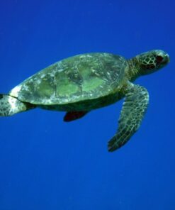 Fujifilm FinePix XP80 Waterproof Digital Camera with 2.7-Inch LCD (Yellow) Yellow 108 51WNou zU8L