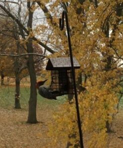 More Birds Double Suet Cage Bird Feeder with Metal Roof, Fruit and Suet Feeder, 2 Suet Cake Capacity Brown Double Cage 37 51WTpNMGb1L